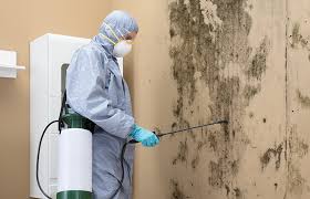  Maysville, NC Mold Removal & Remediation Pros